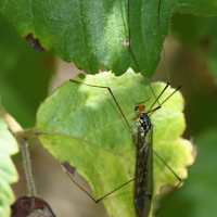 Nephrotoma flavipalpis (Tipule)