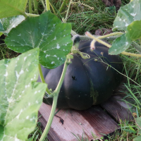 cucurbita_moschata10md (Cucurbita moschata)