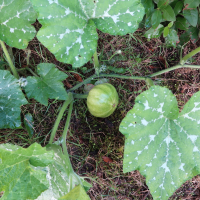 cucurbita_moschata9md (Cucurbita moschata)