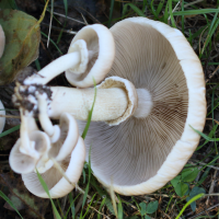 agrocybe_cylindracea2md