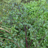 Bidens frondosa (Bident feuillé, Bident à fruits noirs, Chanvre d'eau)