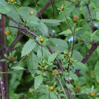 bidens_frondosa2md