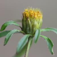 bidens_frondosa3md (Bidens frondosa)