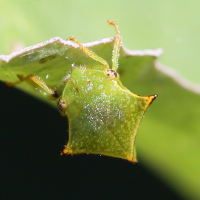 stictocephala_bisonia5md