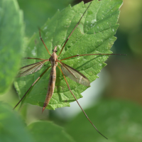 tipula_paludosa6md