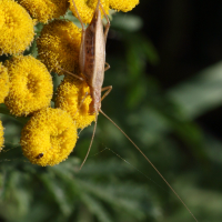 oecanthus_pellucens5md