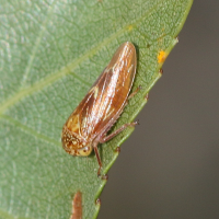 Rhytidodus decimusquatus (Cicadelle)