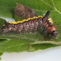 acronicta_psi_ch4md