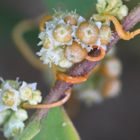 cuscuta_scandens3md (Cuscuta scandens)