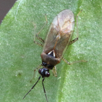 Dicyphus globulifer (Punaise)