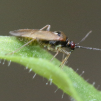 dicyphus_globulifer2md (Dicyphus globulifer)