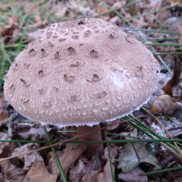 macrolepiota_procera12md