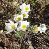 pulsatilla_alpina2mv