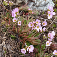 Primulaceae (= Primulaceae Primuloideae) adfinis ssp. puberula (Androsace pubérulente)