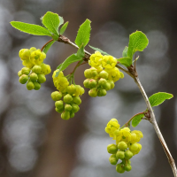 berberis_vulgaris10mv (Berberis vulgaris)