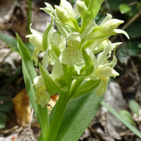 dactylorhiza_sambucina3mv (Dactylorhiza sambucina)