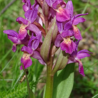 dactylorhiza_sambucina4mv (Dactylorhiza sambucina)