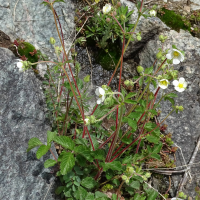 drymocallis_rupestris4mv (Drymocallis rupestris)