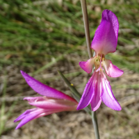 gladiolus_italicus4mv