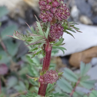 poterium_sanguisorba7mv