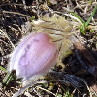 Anemone vernalis (Pulsatille printannière, Pulsatille de printemps, Anémone printanière, Anémone de printemps)