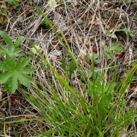 Carex montana (Laiche des montagnes)