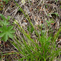 carex_montana1mv (Carex montana)