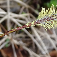 carex_montana2mv (Carex montana)