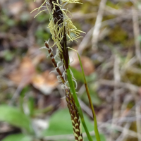 carex_montana3mv (Carex montana)