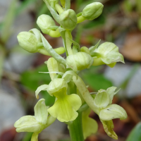 orchis_pallens2mv