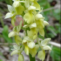 orchis_pallens3mv