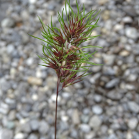 Poa bulbosa (Pâturin bulbeux)