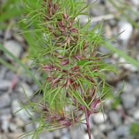 poa_bulbosa2mv