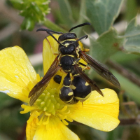 eumenes_coarctatus3bd (Eumenes coarctatus)