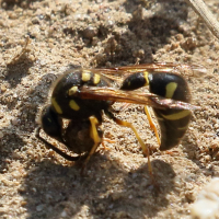 eumenes_coarctatus4bd (Eumenes coarctatus)