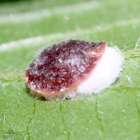parthenolecanium_corni4md