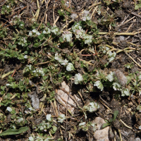 Trifolium nigrescens (Trèfle noircissant)