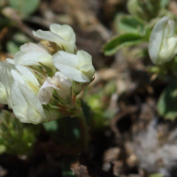 trifolium_nigrescens2bd (Trifolium nigrescens)