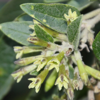 cestrum_parqui2md (Cestrum parqui)