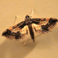 Hydriris ornatalis (Asopie ornée)