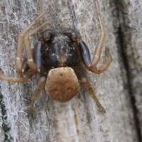 Ozyptila simplex (Araignée-crabe)