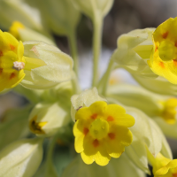 primula_veris4md