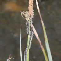 carex_acutiformis2md (Carex acutiformis)