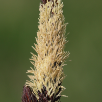 carex_acutiformis3md (Carex acutiformis)