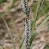 carex_acutiformis4md (Carex acutiformis)