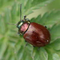 chrysolina_polita6md (Chrysolina polita)