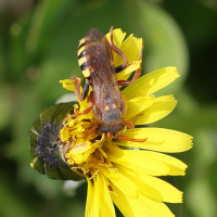 Nomada lathburiana (Abeille-coucou)