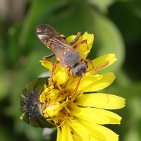 nomada_lathburiana2md