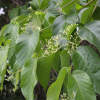 Cordia sulcata (Mahot grandes feuilles)