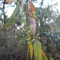 eucalyptus_camaldulensis1md (Eucalyptus camaldulensis)